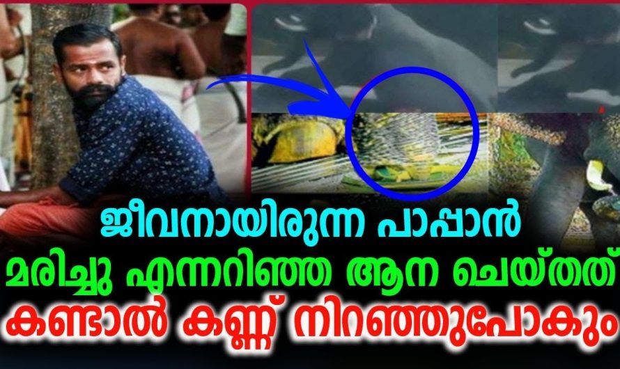 ജീവനായിരുന്നു പാപ്പാൻ മരിച്ചു എന്നറിഞ്ഞ ആന ചെയ്തത് കണ്ടാൽ കണ്ണ് നിറഞ്ഞുപോകും