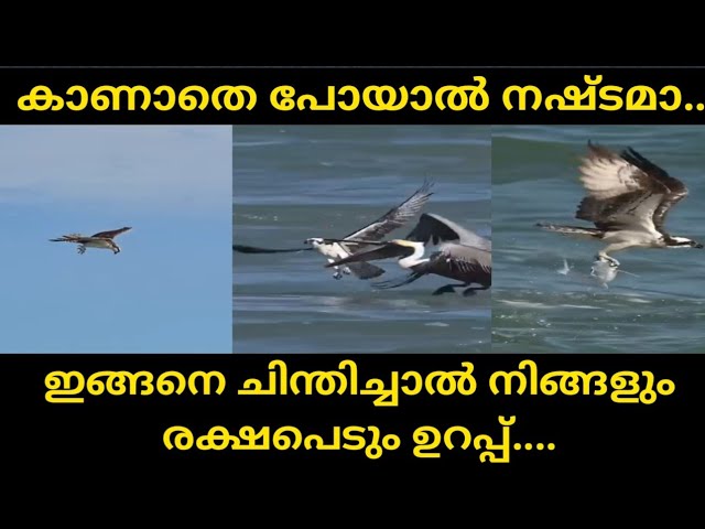 ഇതിൽ ഒരു മെസ്സേജ് ഉണ്ട്.ഇതുപോലെ ചിന്തിച്ചാൽ നമ്മളും രക്ഷപെടും ഉറപ്പ്..