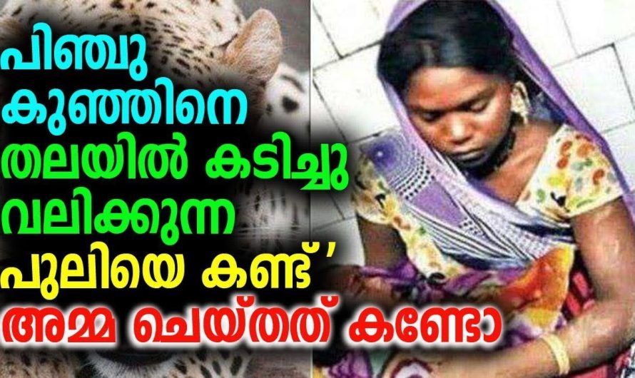 പിഞ്ചു കുഞ്ഞിനെ തലയിൽ കടിച്ചു വലിക്കുന്ന പുലിയെ കണ്ട് ‘അമ്മ ചെയ്തത് കണ്ടോ !!!!