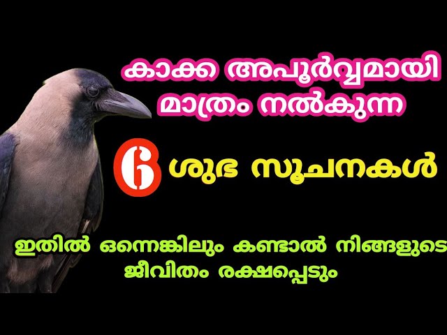 കാക്ക അപൂർവ്വമായി മാത്രം നൽകുന്ന 6ശുഭ സൂചനകൾ