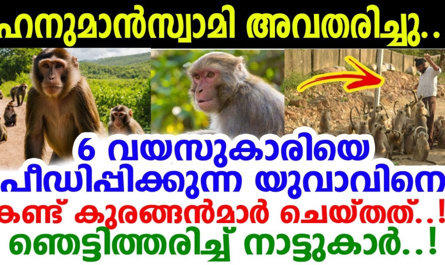 അമ്പരന്ന് നാട്ടുകാര്‍..! വലിയ ദുരന്തത്തീന്ന് യുകെജിക്കാരിയെ രക്ഷപ്പെടുത്തിയത് കുരങ്ങന്‍മാര്‍..!