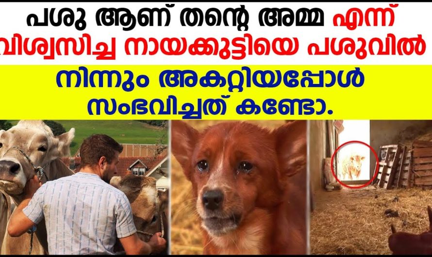 പശു ആണ് തൻ്റെ അമ്മ എന്ന് വിശ്വസിച്ച നായക്കുട്ടിയെ പശുവിൽ നിന്നും അകറ്റിയപ്പോൾ സംഭവിച്ചത് കണ്ടോ