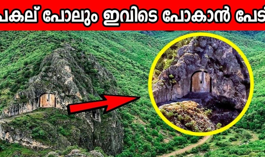 ആമസോൺ മഴക്കാടുകളിലെ ഒളിഞ്ഞിരിക്കുന്ന നിഗൂഢ രഹസ്യങ്ങൾ