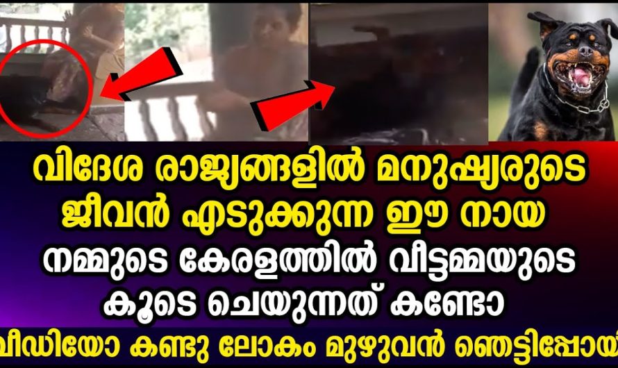 മനുഷ്യരുടെ ജീവൻ എടുക്കുന്ന ഈ നായ നമ്മുടെ കേരളത്തിൽ വീട്ടമ്മയുടെ കൂടെ ചെയുന്നത് കണ്ടോ