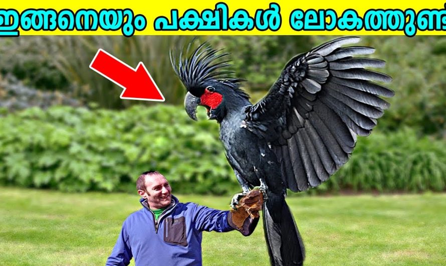 വളരെ വിചിത്രമായ പക്ഷികൾ