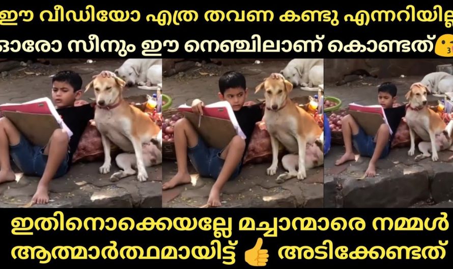 നെഞ്ചിൽ തറച്ചു കയറിയ കിടു വൈബ് ഫീലിങ് വീഡിയോ😘 കണ്ണും മനസ്സും നിറച്ചൊരു വീഡിയോ