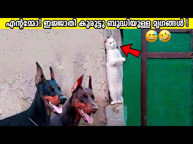 ക്യാമറയിൽ പതിഞ്ഞിരുന്നില്ലെങ്കിൽ ഇതൊന്നും ആരും വിശ്വസിക്കില്ലായിരുന്നു