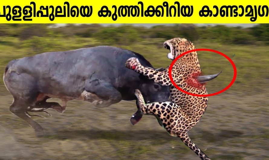 കാണ്ടാമൃഗത്തെ ചൊറിയാൻ പോയ പുള്ളിപ്പുലിക്ക് സംഭവിച്ചത്😱