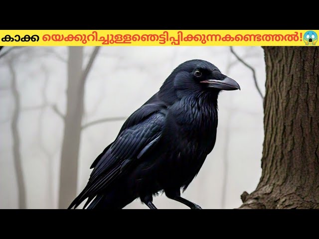 കാക്കകളുടെ ഈ സ്വഭാവത്തെക്കുറിച്ച് നിങ്ങൾകേട്ടിട്ടുണ്ടോ?
