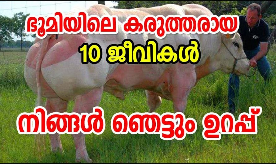 ഭൂമിയിലെ കരുത്തര്‍ ആയ 10 ജീവികള്‍ | നിങ്ങള്‍ ഞെട്ടും