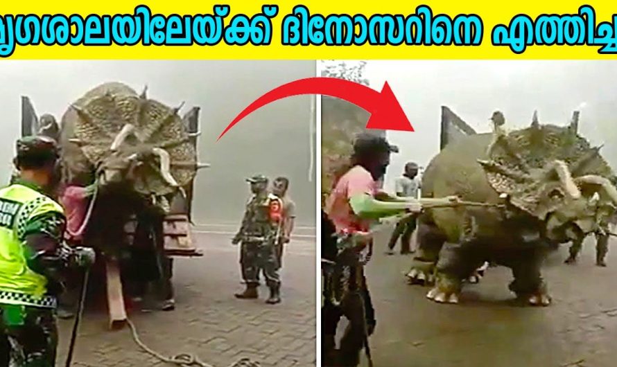 ചാടി പോയ ദിനോസറിന്റെ മൃഗശാലയിലേയ്ക്ക് തിരിച്ചെത്തിച്ചു
