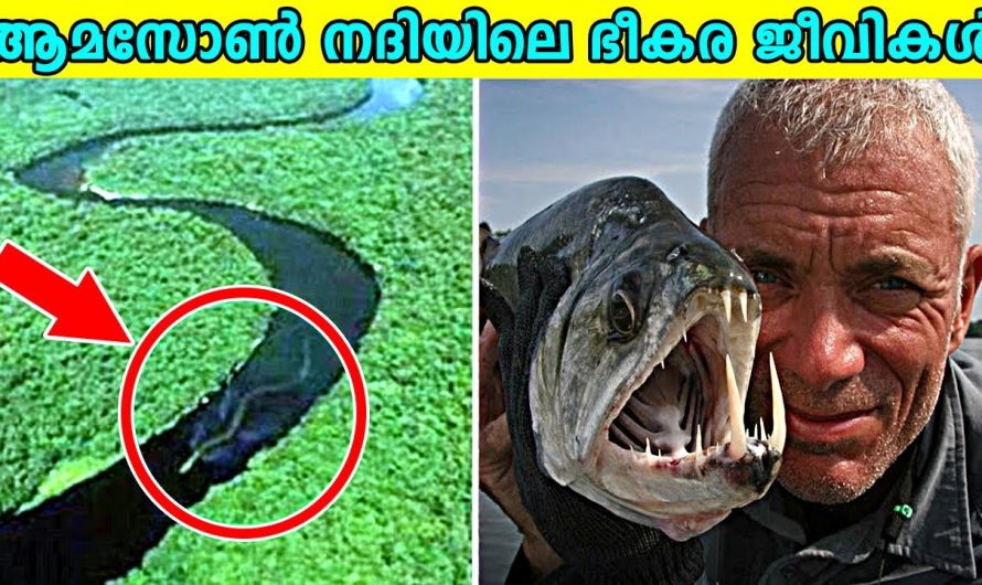 ആമസോൺ നദിയിലെ ഭീകര ജീവികൾ