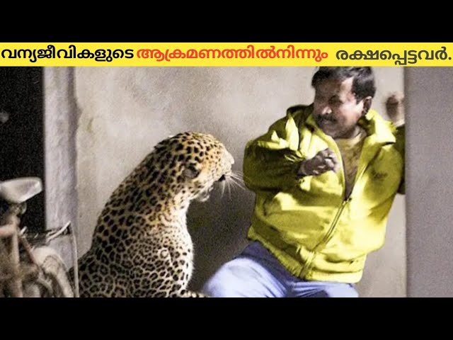 വന്യജീവികളുടെ ആക്രമണത്തിൽനിന്നും സാഹസികമായി രക്ഷപ്പെട്ടവർ.😱