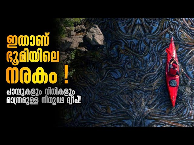 പാമ്പുകൾ മാത്രം വസിക്കുന്ന നിഗൂഢ ദ്വീപ്!😱