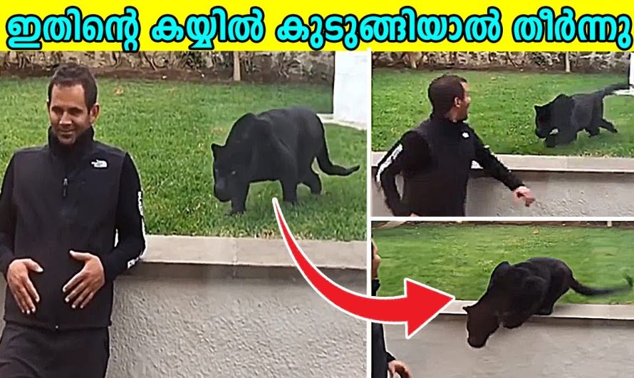 മൃഗശാലയിൽ നടന്ന അമ്പരപ്പിക്കുന്ന കാര്യങ്ങൾ