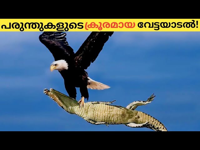 പരുന്തുകൾനടത്തിയ ക്രൂരമായ വേട്ടയാടൽ