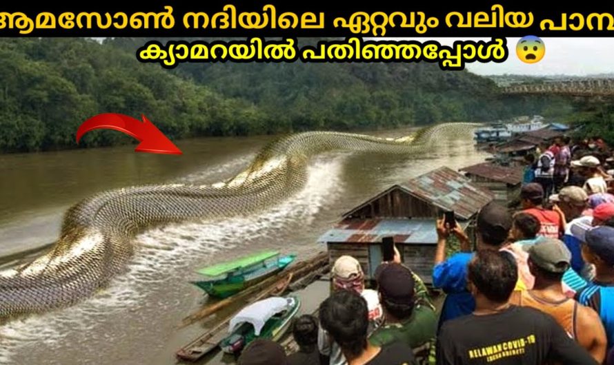 പിടിക്കപ്പെട്ട ഏറ്റവും വലിയ ജീവി..😱ഉത്തരം കിട്ടാതെ ശാസ്ത്രലോകം