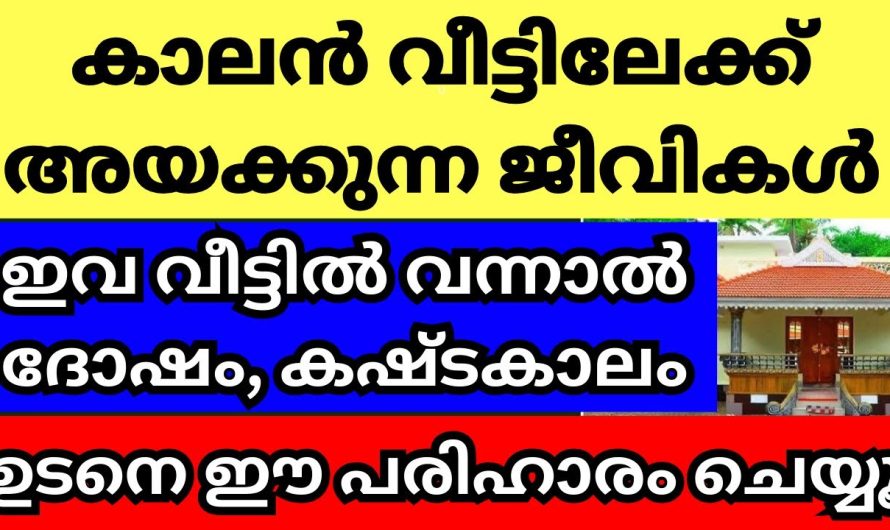 കഷ്ടകാല സമയത്ത് വീട്ടിൽ വന്ന് കയറുന്ന ജീവികൾ, ഇവ വന്ന് കയറിയാൽ ഉടനെ ഇങ്ങനെ ചെയ്യൂ, ഇല്ലെങ്കിൽ ദോഷം
