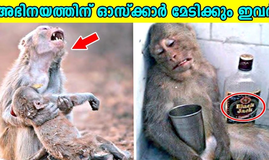 അഭിനയത്തിന്റെ കാര്യത്തിൽ കില്ലാഡികളായ മൃഗങ്ങൾ