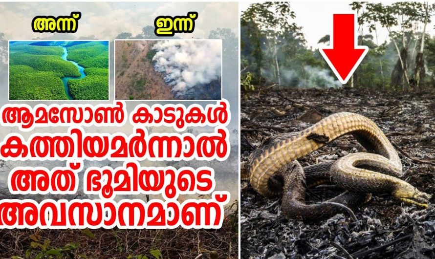 ആമസോണിന്റെ ഇന്നത്തെ അവസ്ഥ! ഇങ്ങനെ പോയാൽ ഭൂമി തന്നെ ഇല്ലാതാകും