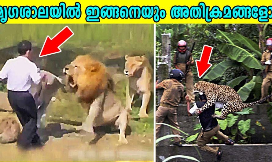 മൃഗശാലയിൽ അതിക്രമിച്ചു കടന്ന് പണിമേടിച്ചവർ