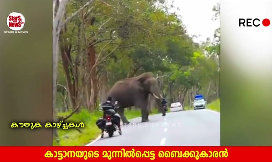 ബൈക്കുകാരൻ്റെ ധൈര്യം കണ്ടു കാട്ടാന വരെ ഞെട്ടി