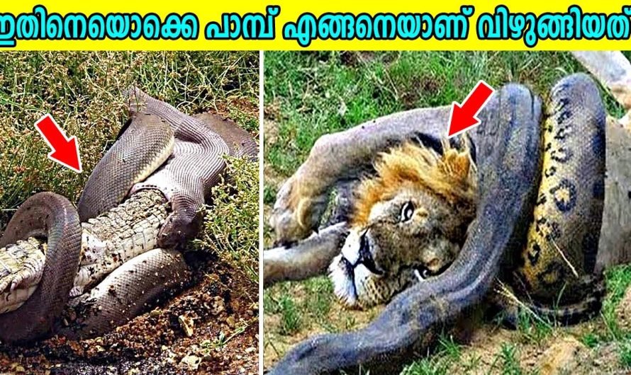പാമ്പ് വിഴുങ്ങിയ വിചിത്ര വസ്തുക്കൾ