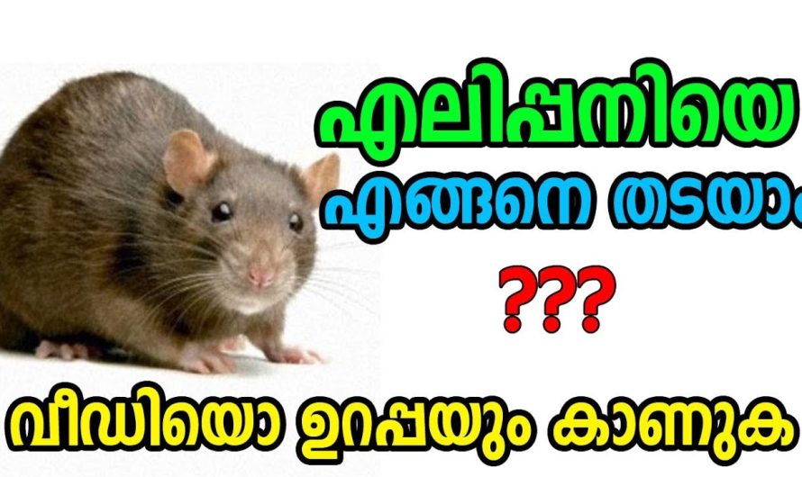 എലിപ്പനി വരാതെ എങ്ങനെ തടയാം ?