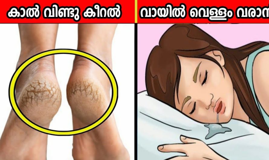 നിങ്ങൾ ഇതുവരെ അറിയാതെ പോയതും അവിശ്വസനീയവുമായ ചില വസ്തുതകൾ