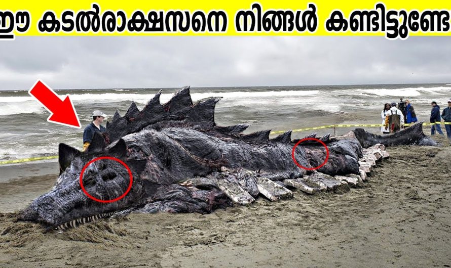 ഇതൊന്നും കാണാതെ പോകരുത്