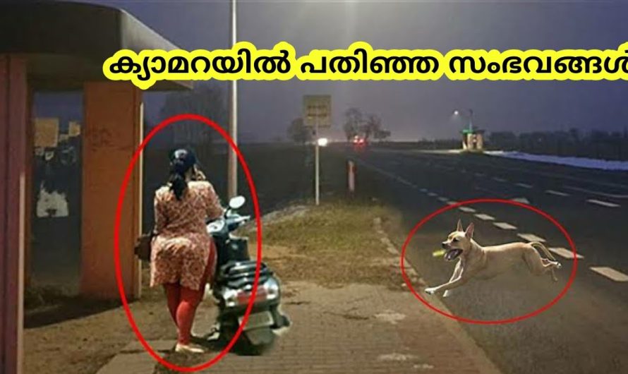 മനുഷ്യരെ രക്ഷിച്ച മൃഗങ്ങൾ  വൈറൽ വീഡിയോസ്