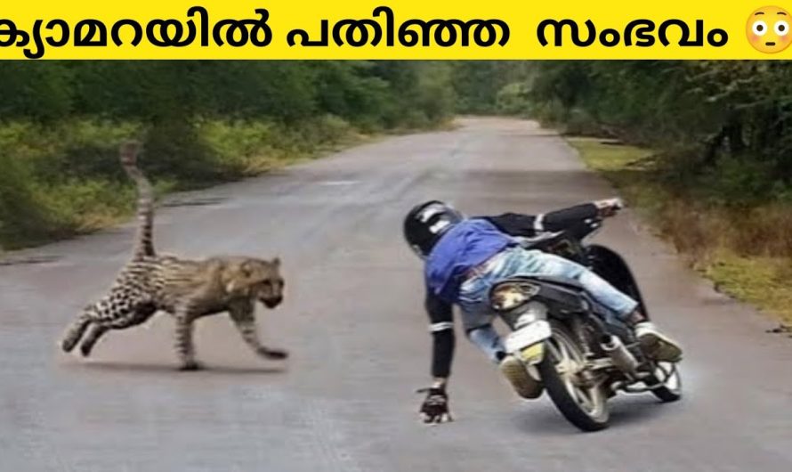 കടയിലെ CCTV യിൽ ദൃശ്യം പതിഞ്ഞത് തെളിവായി| മരണം വരെ സംഭവിക്കാവുന്ന നിമിഷങ്ങൾ