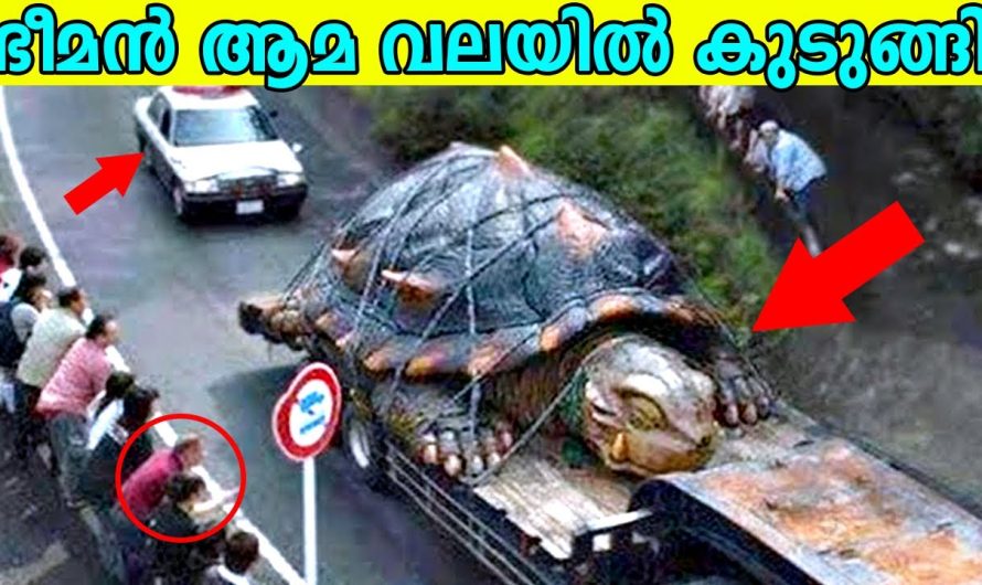ഭീമൻ ആമ വലയിൽ കുടുങ്ങിയപ്പോൾ | ഇതൊക്കെ എവിടെയായിരുന്നു