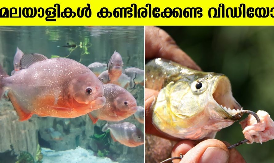 കേരളത്തിൽ പിരാനകൾ നിറയുന്നു 😮