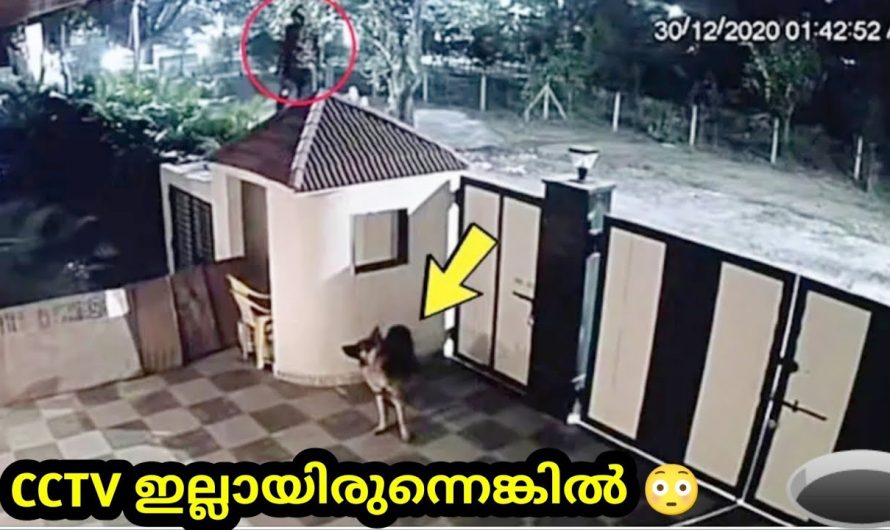 നായയുടെ ഹീറോയിസം|മനുഷ്യനെ രക്ഷിച്ച മൃഗങ്ങൾ