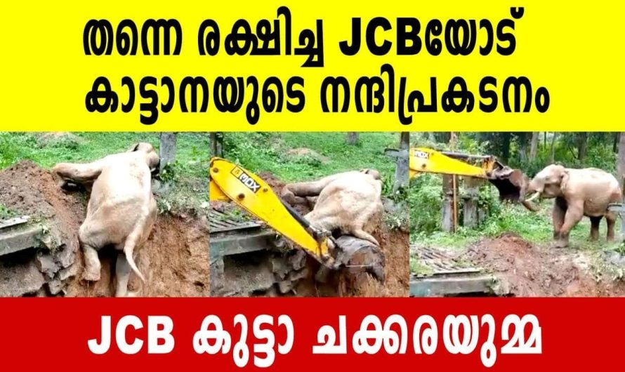 JCBയോട് കാട്ടാനയുടെ നന്ദിപ്രകടനം- വൈറൽ വീഡിയോ കാണാം