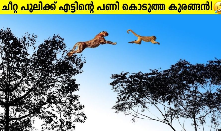 കുരങ്ങന്മാരുടെ അഡാർ മണ്ടത്തരങ്ങൾ🤣🙊