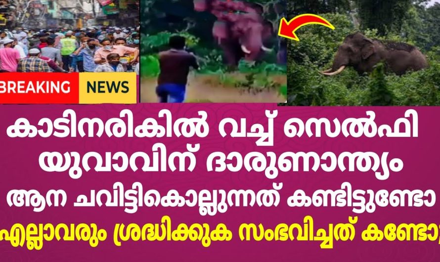 കാടിനരികിൽ എല്ലാവരും ശ്രദ്ധിക്കുക യുവാവിന് സംഭവിച്ചത് കണ്ടോ