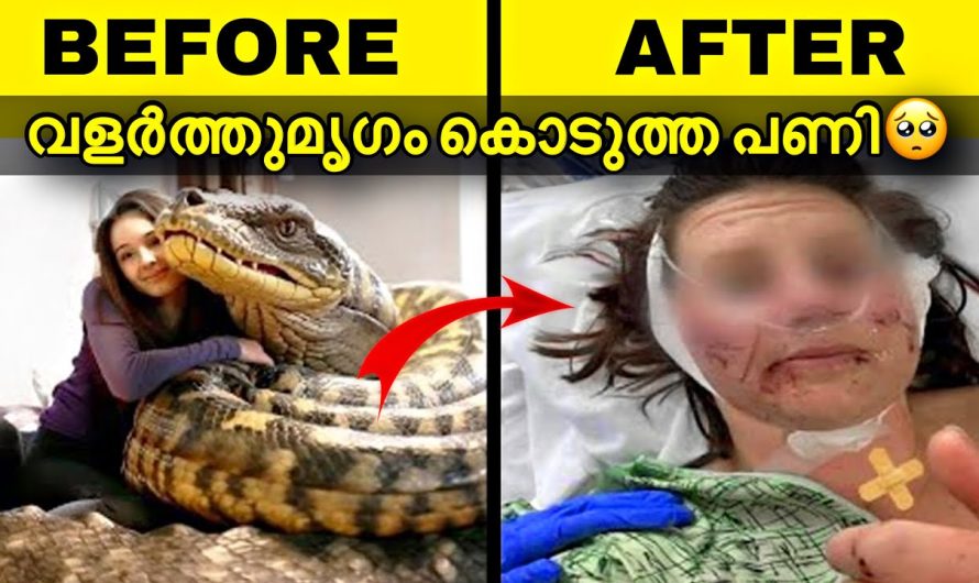 ഒരു കുട്ടി പാമ്പിനെ വളർത്തി ശേഷം ആ കുട്ടിക്ക് സംഭവിച്ചത് കണ്ടോ 😱