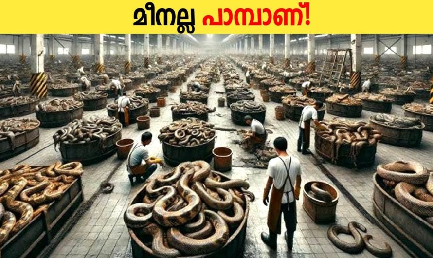 പാമ്പിനെ കൃഷിചെയ്യുന്നഗ്രാമം!😱