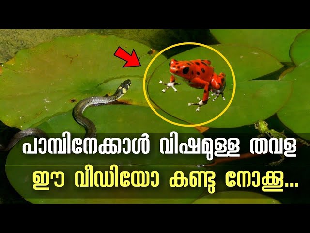 ഇതാണ് പാമ്പിനേക്കാൾ വിഷമുള്ള തവള !