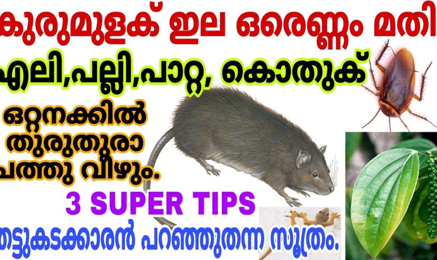 തട്ടുകടക്കാർ ചെയ്യുന്നസൂത്രം എലി പല്ലി പാറ്റ കൂട്ടത്തോടെ ചത്തുവീഴും