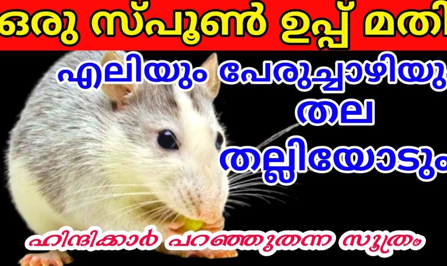 ഈ വിദ്യ ഒന്ന് ചെയ്‌ത്‌ നോക്കൂ ഒരൊറ്റ ശല്യ ജീവികൾ വീടിൻ്റെ പരിസരത്തു വരില്ല