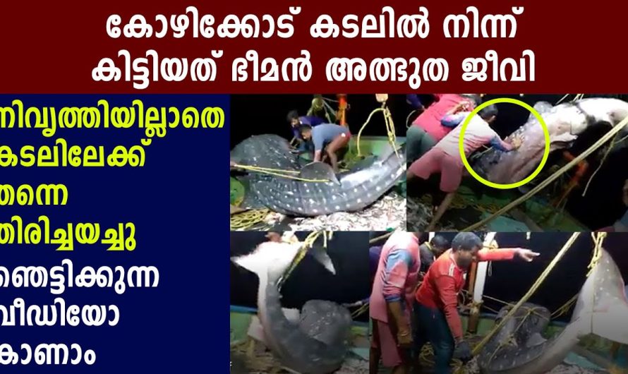 അഞ്ചാൾപ്പൊക്കമുള്ള തിരമാലയിലും നെഞ്ചുറപ്പോടെ നേരിടുന്ന പുതിയപ്പായിലെ പോരാളികൾ