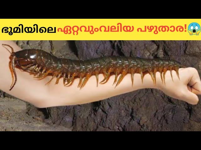 പാമ്പിനെവരെ അകത്താകുന്ന ലോകത്തിലെ ഏറ്റവും വലിയ പഴുതാര. 😱