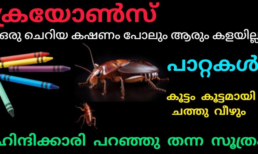 ഹിന്ദിക്കാരി പറഞ്ഞു തന്ന സൂത്രം |ക്രയോൺ സ് ഒരു ചെറിയ കഷണം മാത്രം മതി പാറ്റകൾ ചത്തു വീഴാൻ