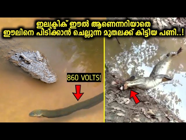 860 Volts കറൻ്റ് ഉപയോഗിച്ച് മനുഷ്യനെ വരെ കൊല്ലുന്ന മത്സ്യം!😱