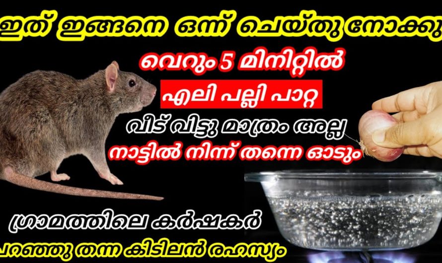 വെറും 5 മിനിറ്റിൽ ഇനി എലി പല്ലി പാറ്റ വീട് വിട്ടു മാത്രം അല്ല നാട്ടിൽ നിന്നും ഓടിപ്പോകും