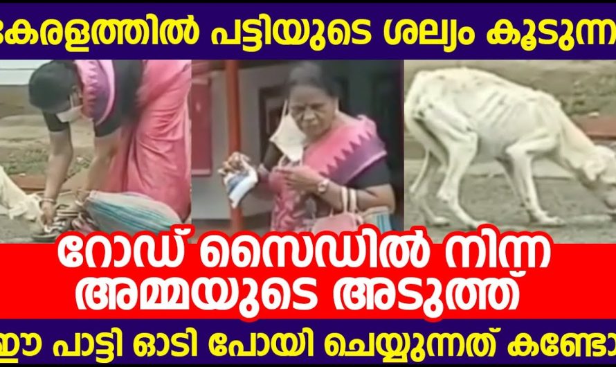 റോഡ് സൈഡിൽ നിന്ന അമ്മയുടെ അടുത്ത് ഈ പാട്ടി ഓടി പോയി ചെയ്യുന്നത് കണ്ടോ
