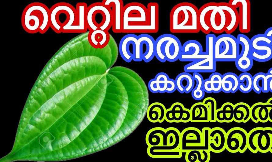 വെറ്റില മതി നരച്ചമുടി കറുപ്പിക്കാൻ കെമിക്കൽ ഇല്ലാതെ